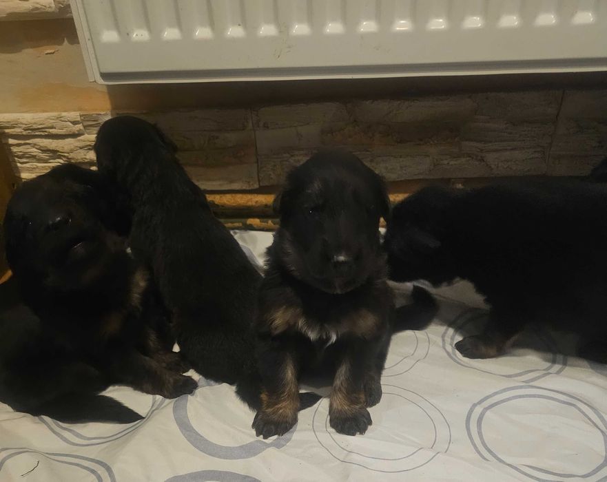 Szczeniaczki Rasy Owczarek Niemiecki długowłosy