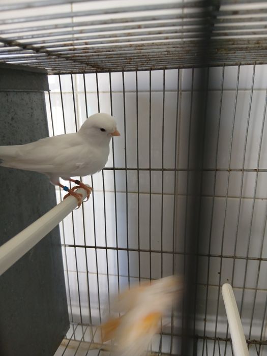 Casal canários  venda