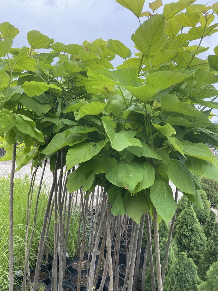 Sprzedam  Catalpa
