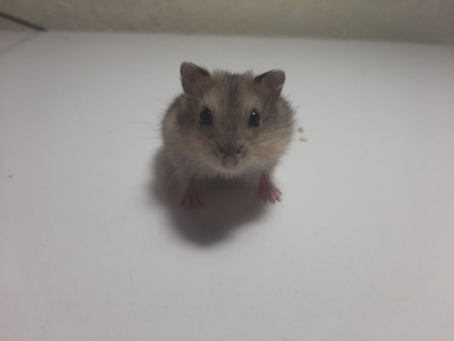 Продаются Хомячки Джунгарики