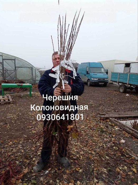 Колоновидные и Карликовые Фруктовые Деревья. Питомник Барабой