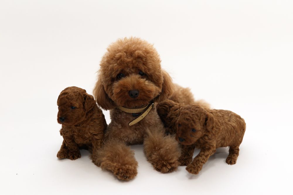 Pudel toy piesek