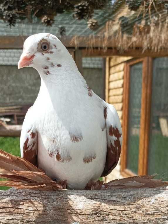 Widymy polskie czerwone - gołębie ozdobne