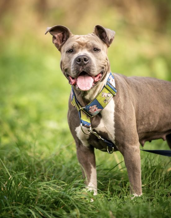 Sunia amstaff Lara do dobrego domu