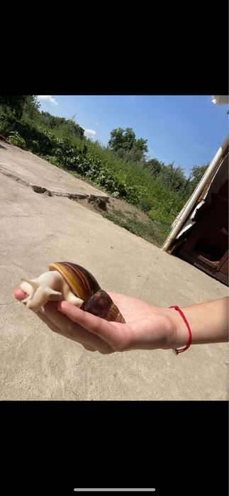 Африканські равлики ахатини