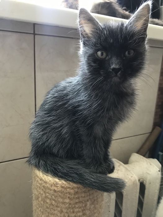 Кошеня. Кіт. Киця.