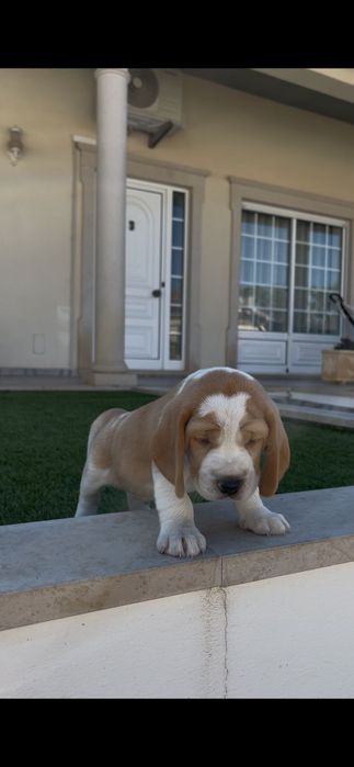 Excelente beagle bicolor macho