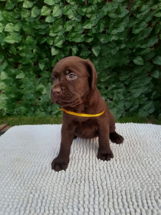 Цуценя Лабрадор дівчинка