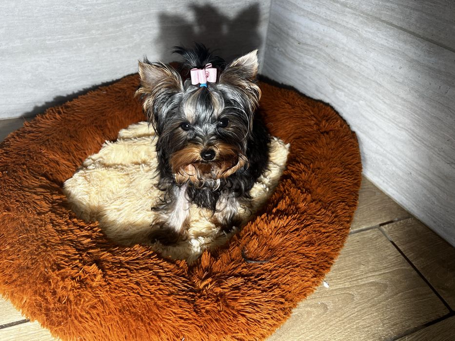 Девочка супер мини размера КСУ baby face