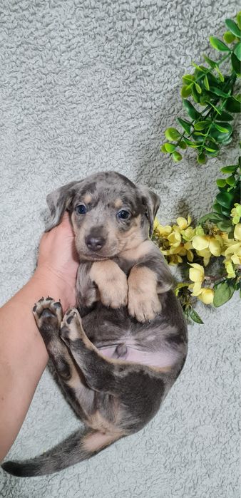 Estupendo Teckel Blue Arlequim de Qualidade