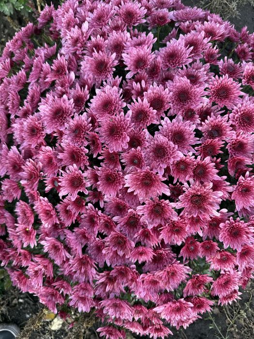 Хризантема мультифлора куляста