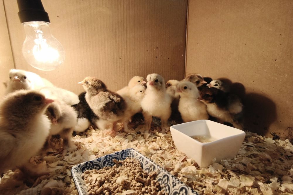 Brahma Olbrzymia Brahmy pisklęta