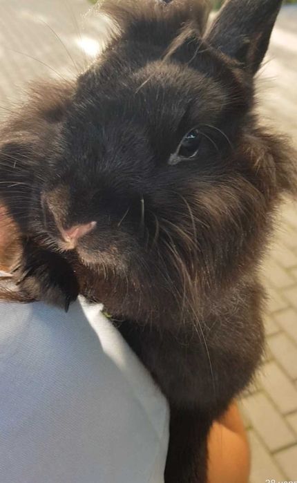 Króliczek Luna szuka rodzinę