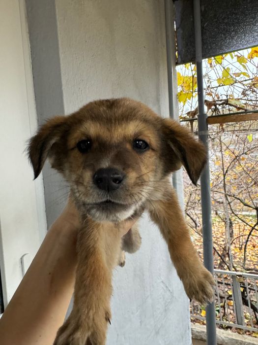 Подарую цуценят в добрі руки