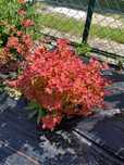 Belberis desperados