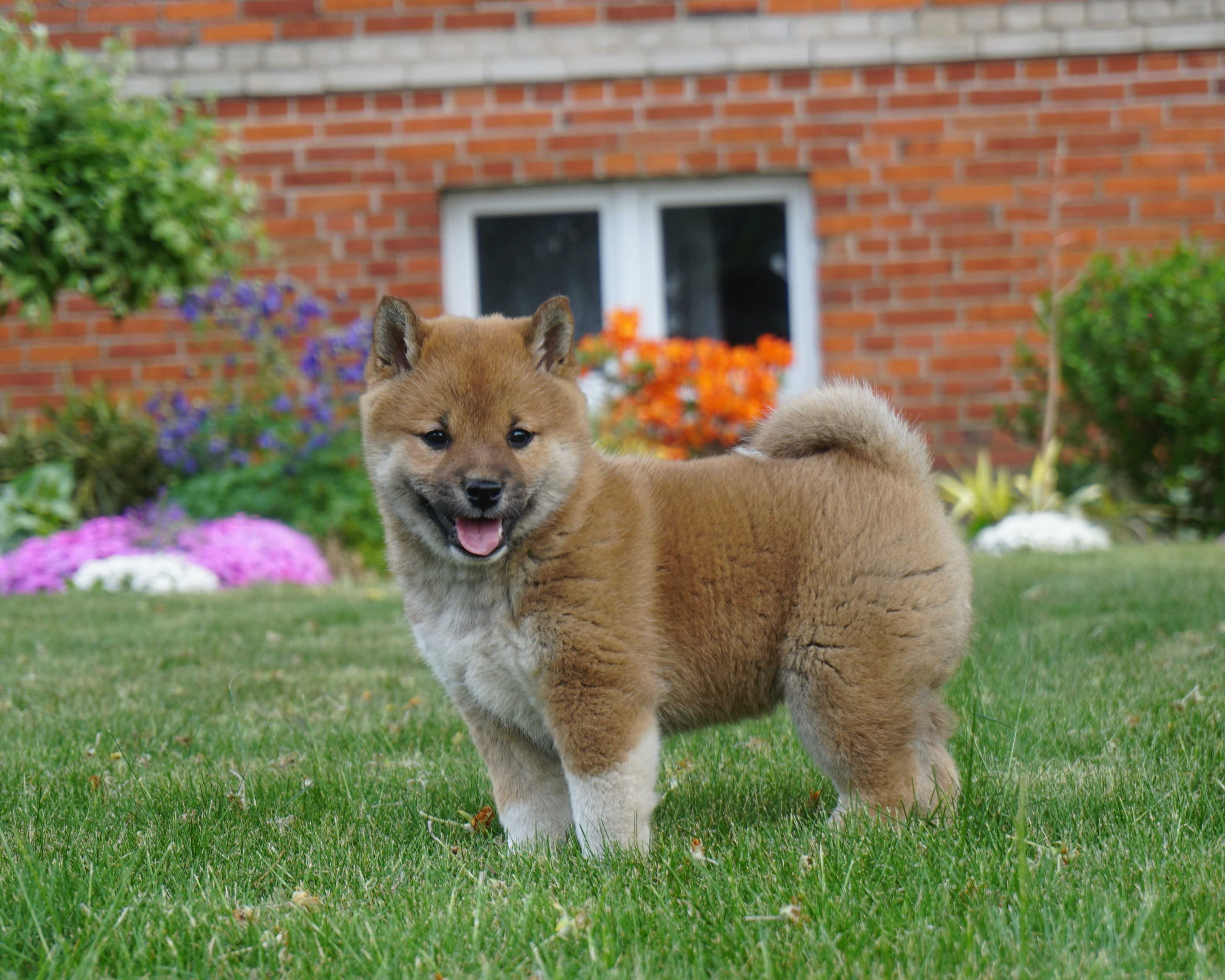 Shiba inu czerwona sunia szczeniak