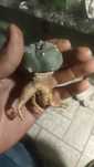 Cacto peyote  (lophophora williamsii)
