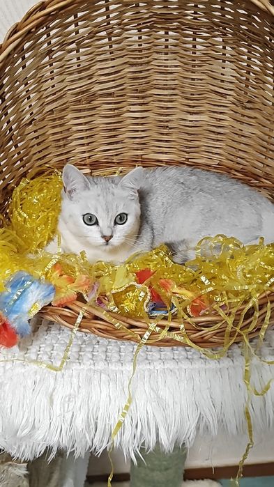 Чистокровный шикарный мальчишка серебристая шиншилла