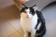 Kotka Fiona z charakterkiem do adopcji!