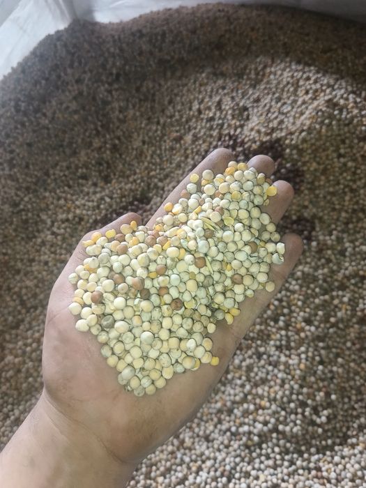 Sprzedam groch ostinato