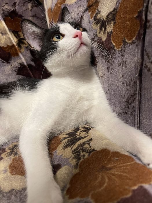 Кошечка в добрые руки СРОЧНО