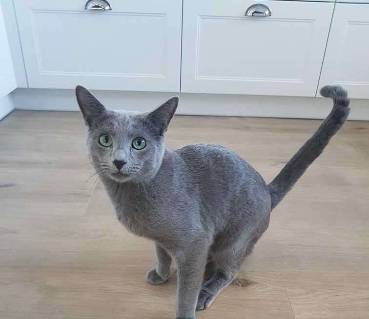 Koty rosyjskie niebieskie