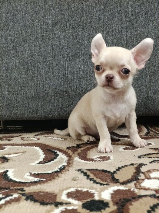 Хлопчик чихуахуа