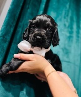Cocker spaniel angielski sunia