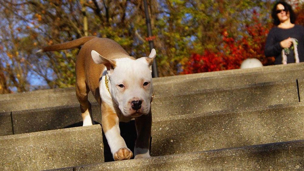 Szczeniak Amstaff,  samiec z rodowodem,  białogłowy,  cudny Lolek