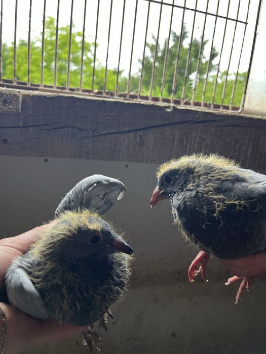 Gołębie pocztowe młode