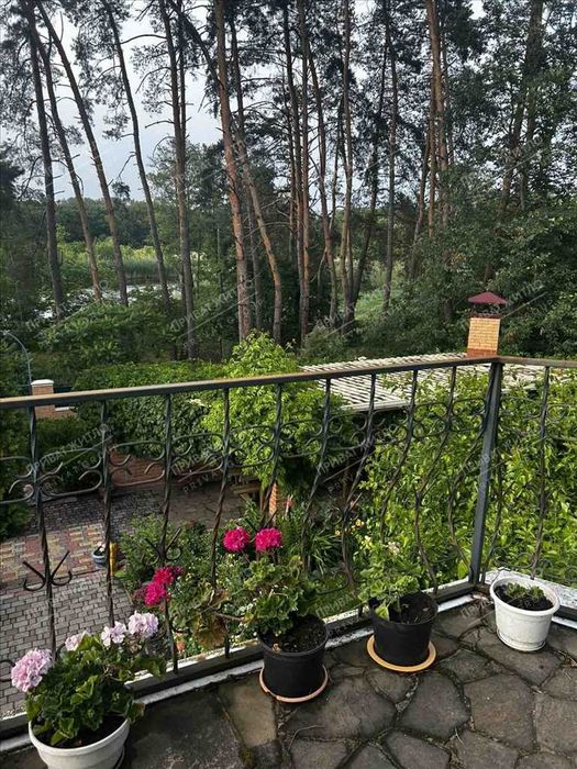 Сосни на ділянці, річка та пляж за воротами. Пошук закінчено!