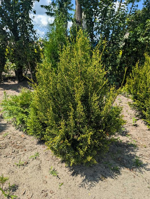 Туя смарагд. Накладний платіж. Вічнозелені рослини