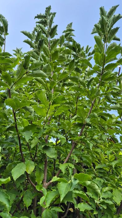 Магнолія дерево, біла квітка