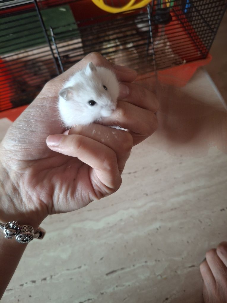 Sprzedam chomiczki