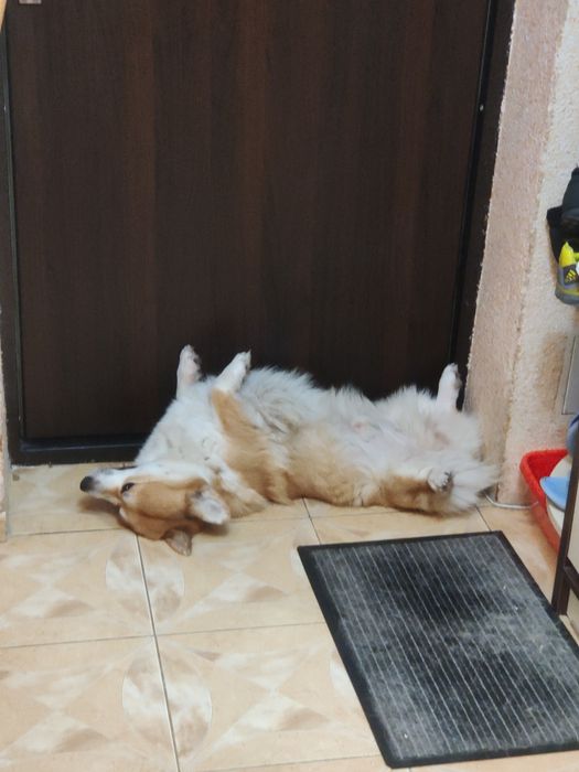 Корги кабель 1 вязка