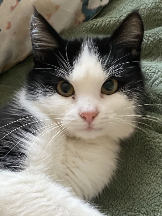 Шукаю родину для кошеняти чорно-біла 4-5 місяців чернівці сторожинець