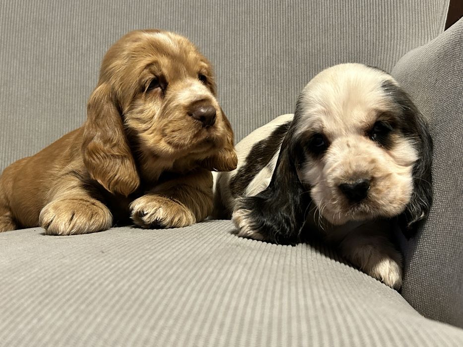 Piesek Cocker Spaniel Angielski