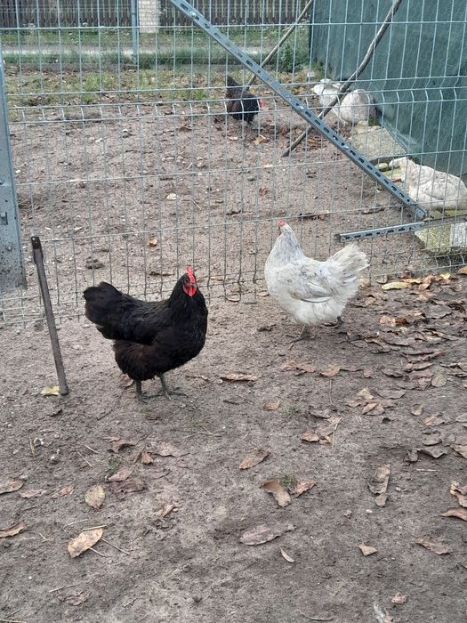 kury roczne australorp i marans