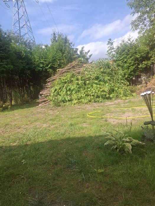 Oddam za darmo  drzewo to co na foto