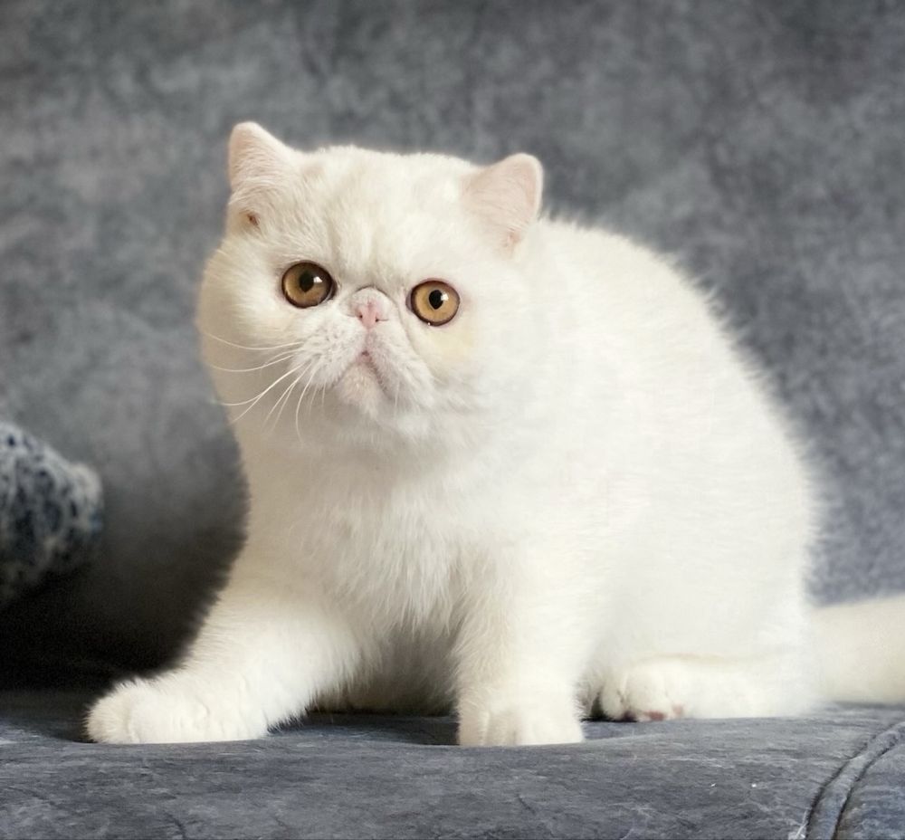 Экзотические кошки стерилизованные