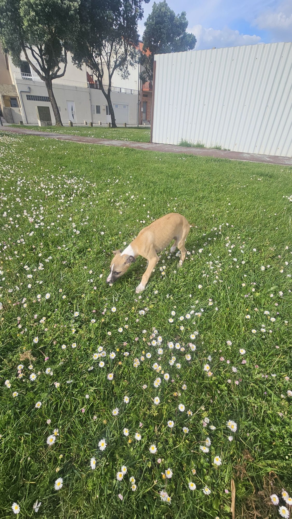 Galgo whippet macho