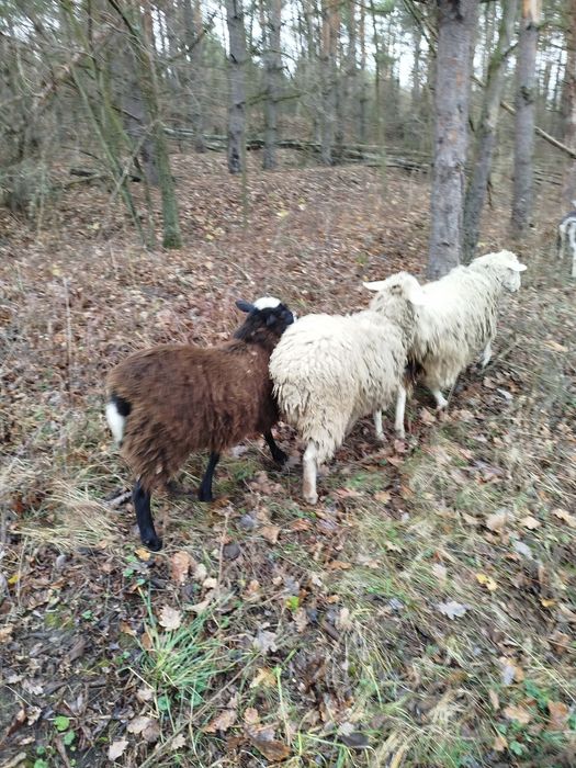 Продаю баранів .