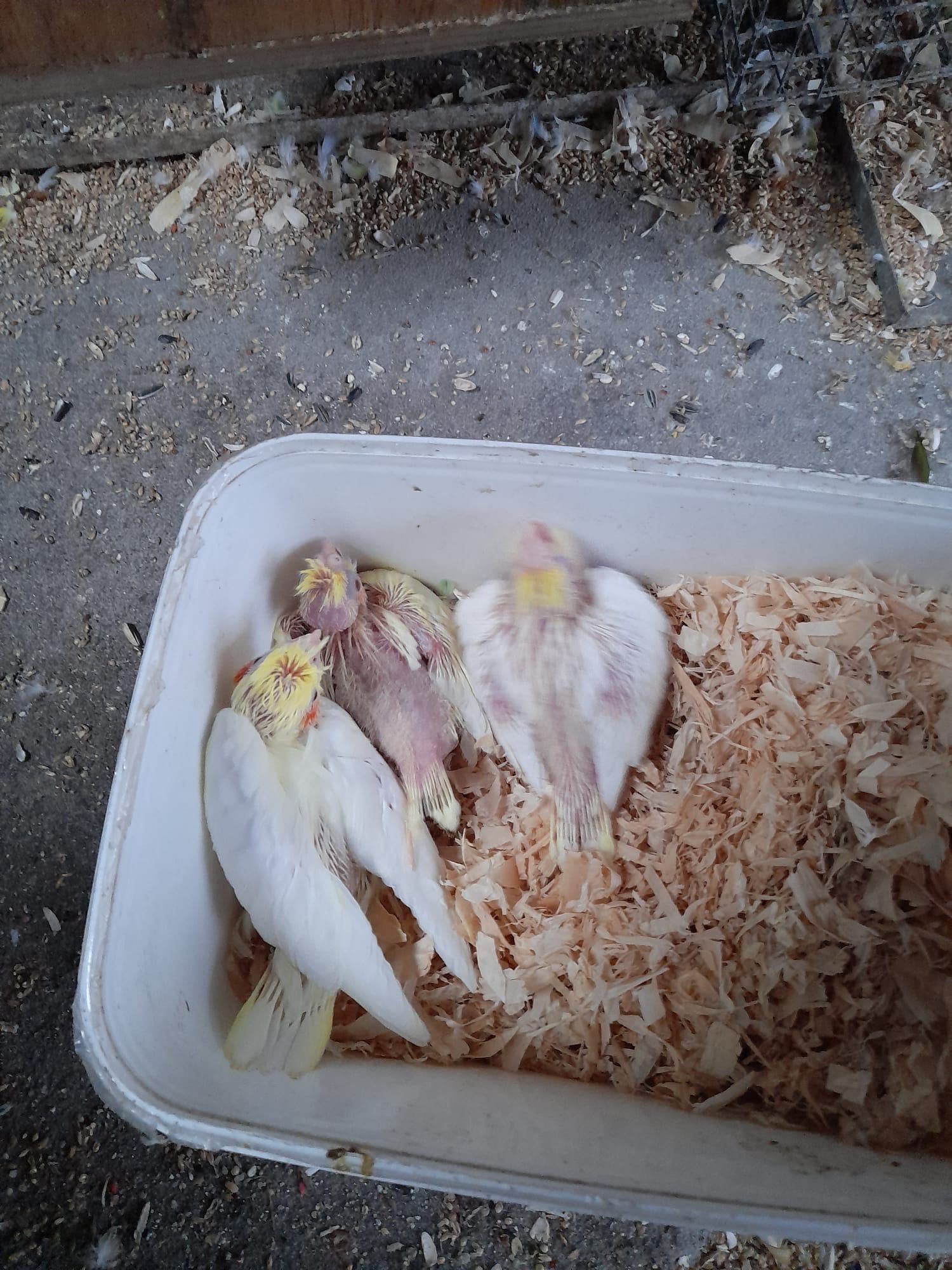 Caturras para criar à mão