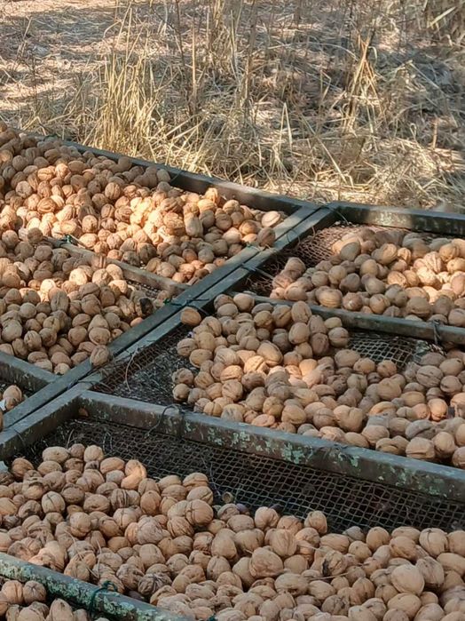 Nozes de produção nacional, na Azambuja