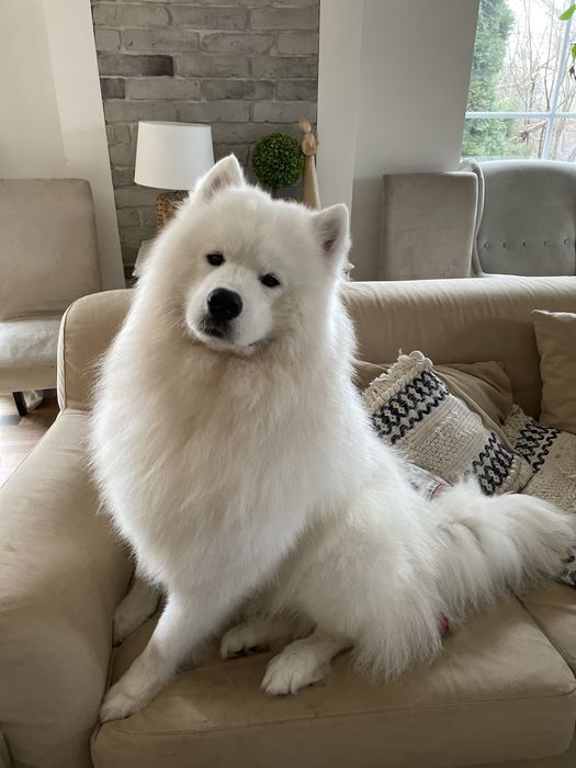 Piesek samoyed, szczenię, Związek Kynologiczny w Polsce