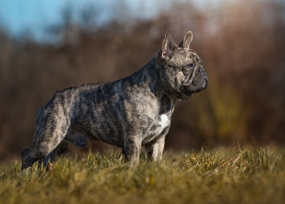 Buldog francuski suczka ZKwP