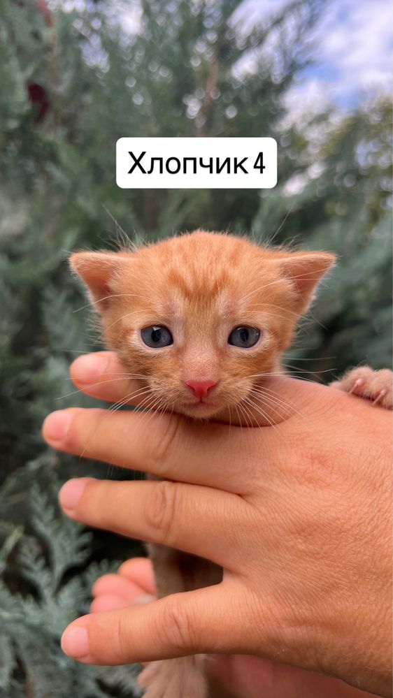 Віддамо кошенят в добрі руки!