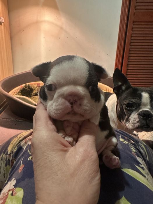 Цуценя бостон терьєра!