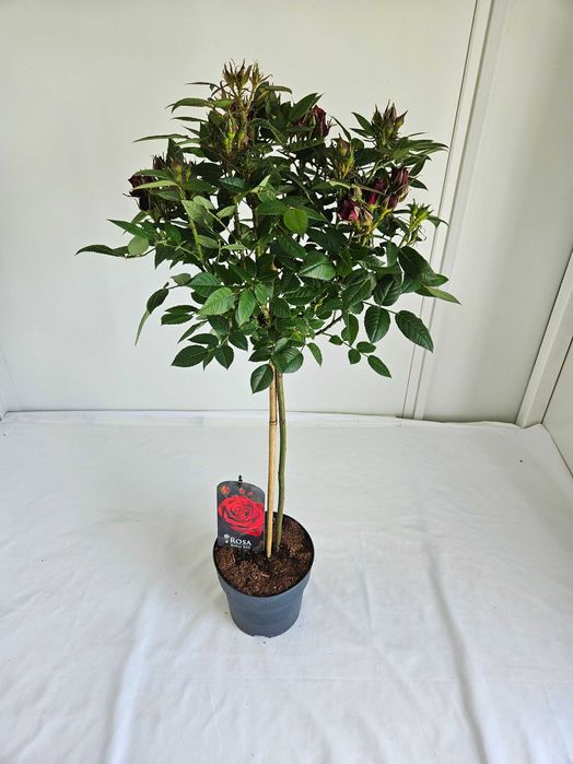 Róża szczepiona czerwona na pniu – Rosa 'Rubra'