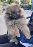 Szpic miniaturowy pomeranian